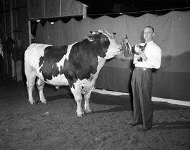Man holding a trophy is with his prize cow at the 1952 Little International Exposition at South Dakota State College.