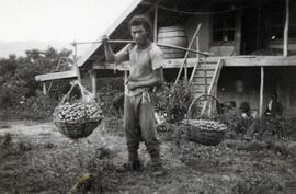 Man with a carrying pole on his shoulders and two baskets full of pears at N.E. Hansen's headquarters while conducting pear research at Saolin in northern China; written in pencil on the back: North China 1924.