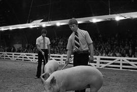 People in the arena with their animals for swine judging at the 1977 Little International exposition at South Dakota State University.