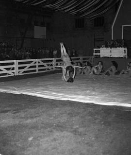 Tumbling team provides entertainment for the crowd in the arena at the 1947 Little International Exposition at South Dakota State College.