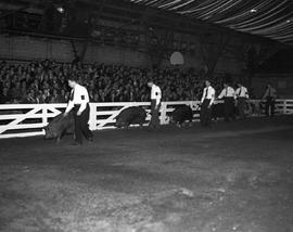 Swine judging in the arena at the 1947 Little International Exposition at South Dakota State College.