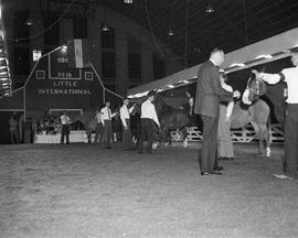 Horse judging in the arena at the 1961 Little International Exposition at South Dakota State College. Men stand by their animals to the right while a judge inspect them. The false barn wall is in the background.