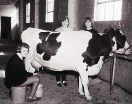 Two women stand behind a dairy cow while another women is seated on a stool milking the cow during the 1964 Little International Agricultural Exposition at South Dakota State University.