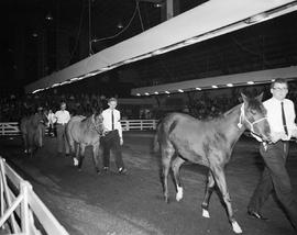 Men lead their horse around the arena for judging at the 1962 Little International Exposition at South Dakota State College. The audience watches from the stands in the background.