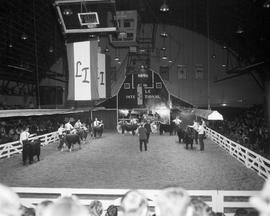 Men tend to their animals during cattle judging in the arena during the 1970 Little International exposition at South Dakota State University. Audience members are in the foreground. The stage and false barn wall are in the background. A banner with the letters L and I hangs from the ceiling.