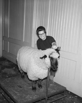 Woman prepares a sheep for the 1968 Little International exposition at South Dakota State University.