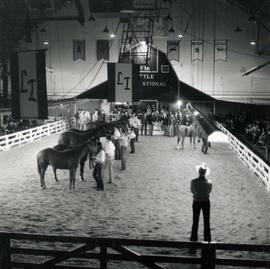 People in the arena with their animals for horse judging at the 1972 Little International exposition at South Dakota State University.
