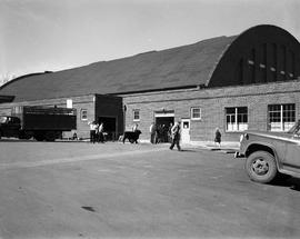 Gymnasium on the South Dakota State University campus, known as the Barn, is used for the 1968 Little International exposition at South Dakota State University. There are people and trucks outside the building. A cow is being led into the arena.