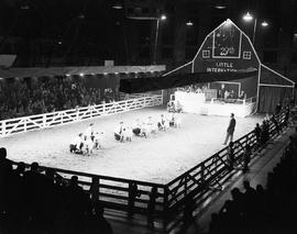 Sheep judging in the arena at the 1952 Little International Exposition at South Dakota State College.