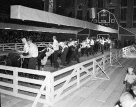 Men tend to their animals during cattle judging in the arena at the 1963 Little International Exposition at South Dakota State College.