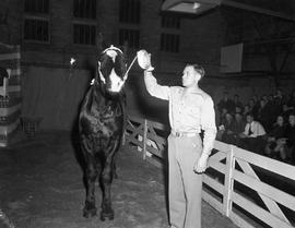 Man showing a horse in the arena at the 1943 Little International Exposition at South Dakota State College.