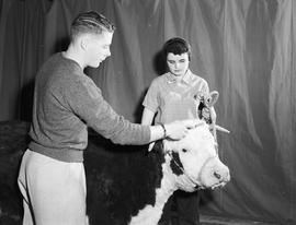 Two people with a cow at the 1955 Little International Exposition at South Dakota State College.
