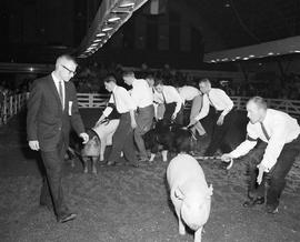 Men with their entries for hog judging wrangle their animals while a judge watches in the arena at the 1961 Little International Exposition at South Dakota State College.