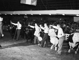 Hereford bull judging in the area at the 1959 Little International Exposition at South Dakota State College.