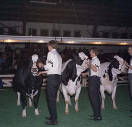 Men with their Holstein cows in the arena for judging at the 1970 Little International exposition at South Dakota State University. The audience is in the background.