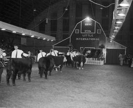 Cattle judging in the arena the 1958 Little International Exposition at South Dakota State College. The stage and false barn wall is in the background.