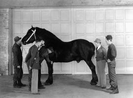 Men stock fitting a horse at the 1937 Little International Exposition at South Dakota State College.
