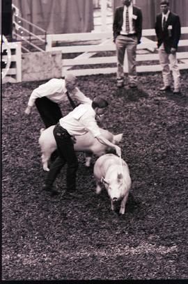 People showing pigs during judging at the 1998 Little International Agricultural Exposition at South Dakota State University.