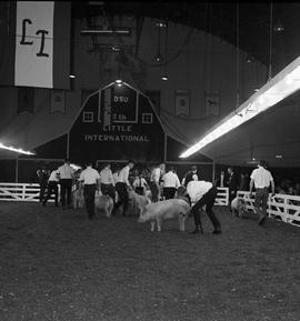 Men tend to their pigs during hog judging the 1969 Little International exposition at South Dakota. The stage and false barn wall are in the background.