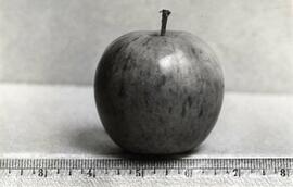 Apple photographed with a ruler for scale for N.E. Hansen's research.