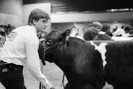 Man in the arena with a cow during judging at the 1986 Little International exposition at South Dakota State University.