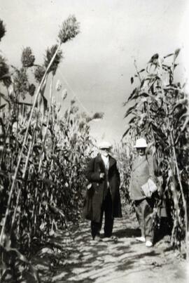 N.E. Hansen and another man are standing in a Kaoliang sorghum field at Echo in Manchuria, China; written in pencil on the back: Kaoliang at Echo, Manchuria 1924.