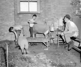 Men shearing sheep at the 1949 Little International Exposition at South Dakota State College.