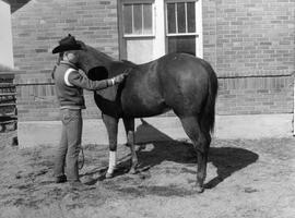Man outside preparing his horse for the 1970 Little International exposition at South Dakota State University.