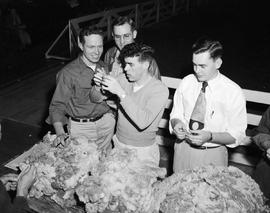 Students judging wool at the 1950 Little International Exposition at South Dakota State College.