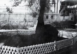 Tree surrounded by a small lattice fence in a park in Harbin, China; written in pencil on the back: Park at Harbin 1924.