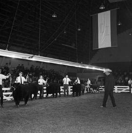 Men tending to their animals while a judge inspects them during cattle judging at the 1969 Little International exposition at South Dakota. The audience is in the background.
