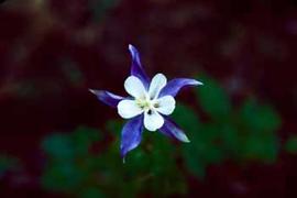 Columbine, state flower of Colorado, growing in the Rocky Mountains.