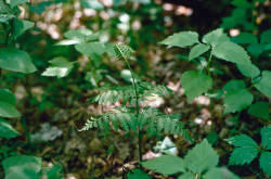 W. Carter Johnson photographed this Missouri grape fern during his research. It is found in the rich, late successional forests along the Missouri River.
