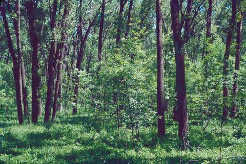 Mid-successional cottonwood forest with ash in the understory along the Missouri River at Garrison Reach in North Dakota.