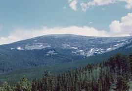 Tree line in the Rocky Mountains of Colorado.