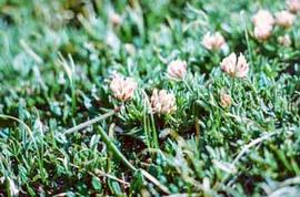 Alpine clover growing in the Rocky Mountains of Colorado. A match is included to represent scale.