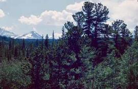 Evergreen forests in the Rocky Mountains of Colorado.