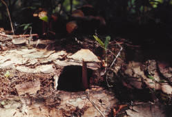 Fungus mushroom in Western North Dakota.