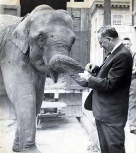 Representative Ben Reifel feeding an elephant in 1963
