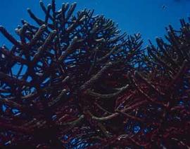 Example of a bristlecone pine (Pinus aristata) tree.
