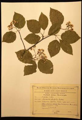 Rosaceae B. Juss. Micromeles alnifolia Koehne. Plant specimen collected by N.E. Hansen, 1924. N.E. Hansen (1866-1950) was a Danish-American horticulturist and botanist who was a pioneer in plant breeding. Hansen came to South Dakota in 1895 and became the first head of the Horticultural Department of South Dakota State College. He also served as agricultural explorer for the United States Department of Agriculture. He searched for hardy grasses, fruits, and other plants throughout Europe and Asia and brought them back to the United States to raise or crossbreed with American varieties to produce hardy plants. Specimen is mounted on an 11.5 x 16.5 inch herbarium sheet accompanied by a label printed in Russian in Cyrillic letter with hand-written notation in blank ink.