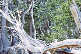 Bristlecone pine krummholtz on James Peak in Colorado.