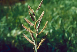 Spartina pectinata in the Missouri River Valley in North Dakota.