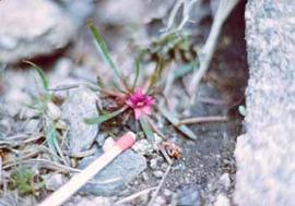 Alpine plant growing in the Rocky Mountains of Colorado. A match is included to represent scale.