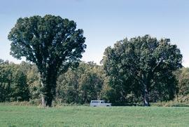 Large American elm trees at the Garrison Reach of the Missouri River in North Dakota. The truck in the background is the field vehicle used by Carter Johnson and Warren Keammerer.