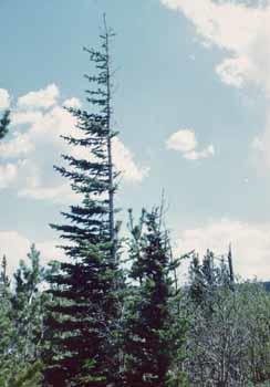 Flag-form tree near timberline in the Rocky Mountains of Colorado.