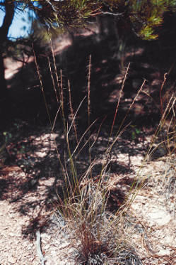 Agropyron spicatum in central North Dakota.