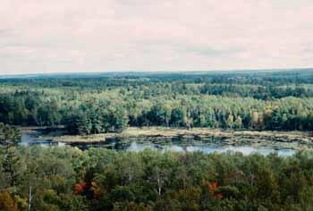 Bog D at Itasca State Park in Minnesota, the origin of the Mississippi River.