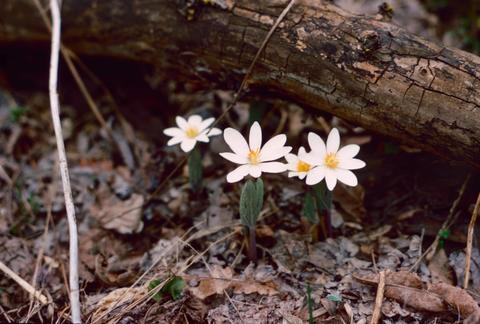 Blood Root (Sanguinaria canadensis) in Buffalo River State Park, Minnesota.