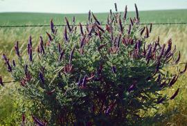 Amorpha canescens, also known as Leadplant, at Garrison Reach on the Missouri River in North Dakota.